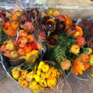 Meet your Posher, Martha